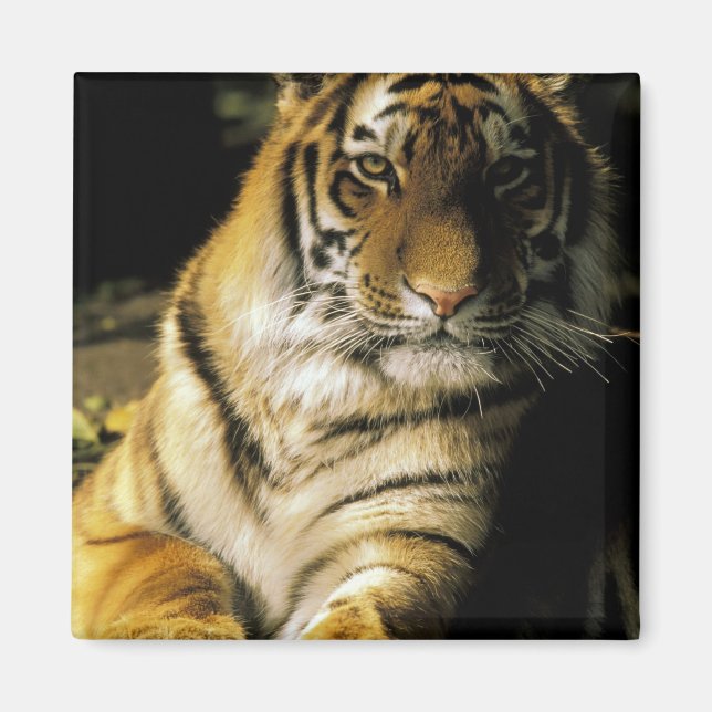 USA, Michigan, Detroit. Detroit Zoo, tiger 3 Magnet (Front)