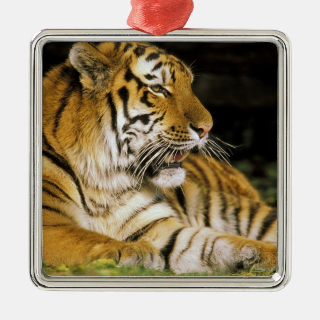 USA, Michigan, Detroit. Detroit Zoo, tiger at Metal Tree Decoration (Front)