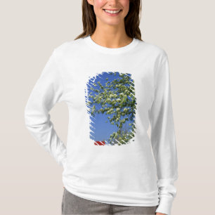 USA, Michigan, East Tawas. Tawas Lighthouse with T-Shirt
