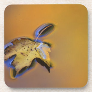 USA, Michigan, Maple leaf floating on water Coaster