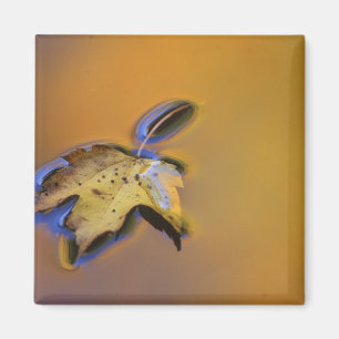 USA, Michigan, Maple leaf floating on water Magnet