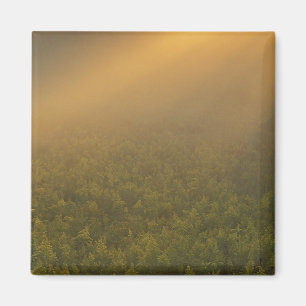 USA, Michigan, Meadow of goldenrod plants Magnet