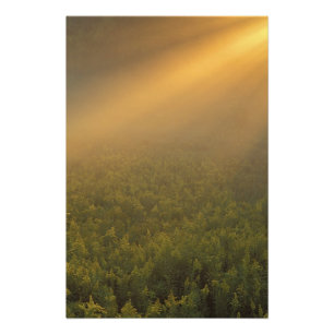 USA, Michigan, Meadow of goldenrod plants Photo Print