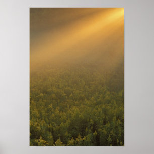 USA, Michigan, Meadow of goldenrod plants Poster