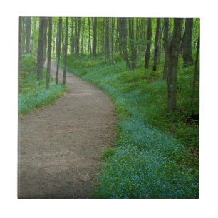 USA, Michigan. Miner's Falls Trail Tile