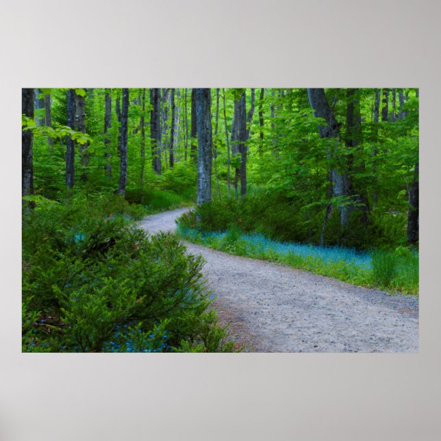 USA, Michigan. Path Thru The Woods Poster (Front)