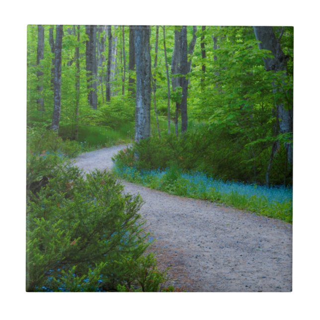 USA, Michigan. Path Thru The Woods Tile (Front)