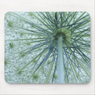 USA, Michigan. Queen-Anne's Lace viewed from Mouse Pad