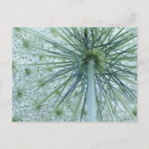 USA, Michigan. Queen-Anne's Lace viewed from Postcard