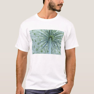 USA, Michigan. Queen-Anne's Lace viewed from T-Shirt