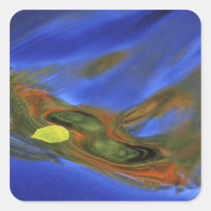 USA, Michigan, Upper Peninsula, birch leaf in Square Sticker