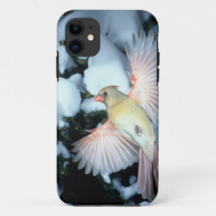 USA, Minnesota, Mendota Heights, Female Cardinal Case-Mate iPhone Case