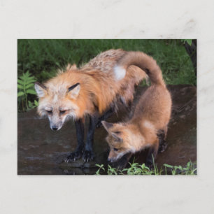 USA, Minnesota, Sandstone, Minnesota Wildlife 11 Postcard