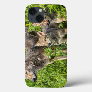 USA, Minnesota, Sandstone, Minnesota Wildlife 12 iPhone 13 Case