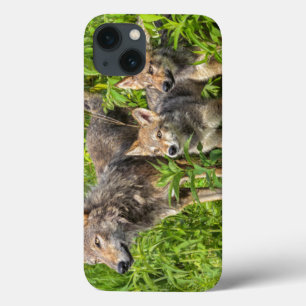 USA, Minnesota, Sandstone, Minnesota Wildlife 12 iPhone 13 Case