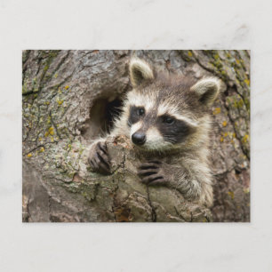 USA, Minnesota, Sandstone, Minnesota Wildlife 16 Postcard