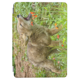 USA, Minnesota, Sandstone, Minnesota Wildlife 17 iPad Air Cover