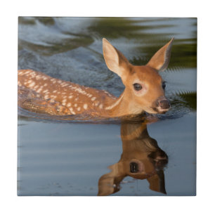 USA, Minnesota, Sandstone, Minnesota Wildlife 19 Tile