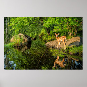 USA, Minnesota, Sandstone, Minnesota Wildlife 6 Poster