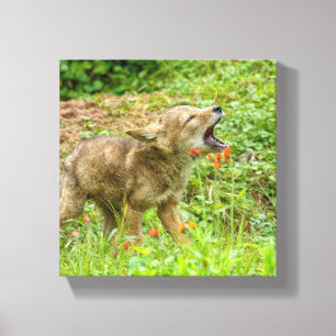 USA, Minnesota, Sandstone, Minnesota Wildlife Canvas Print