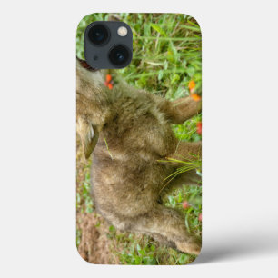 USA, Minnesota, Sandstone, Minnesota Wildlife iPhone 13 Case