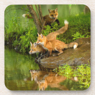 USA, Minnesota, Sandstone, Minnesota Wildlife Coaster