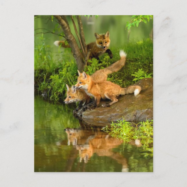 USA, Minnesota, Sandstone, Minnesota Wildlife Postcard (Front)