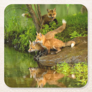 USA, Minnesota, Sandstone, Minnesota Wildlife Square Paper Coaster