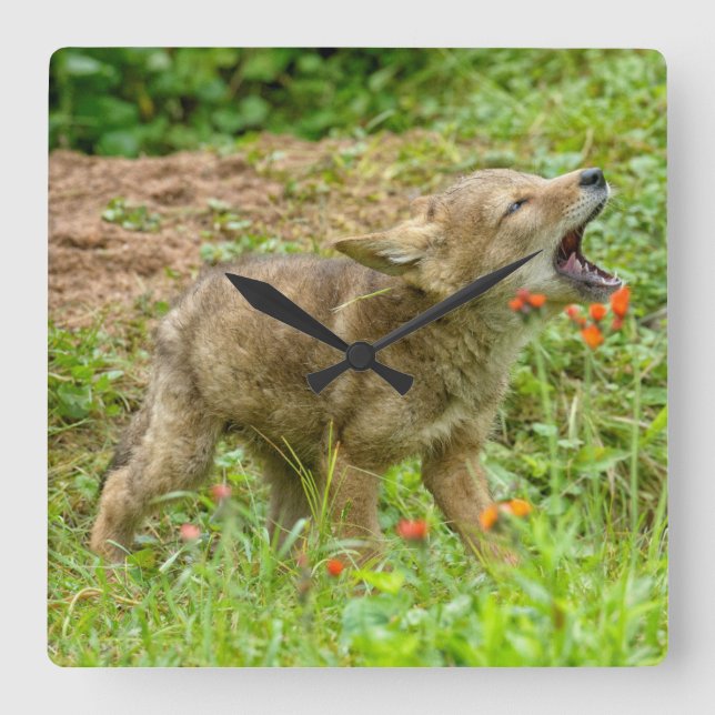 USA, Minnesota, Sandstone, Minnesota Wildlife Square Wall Clock (Front)