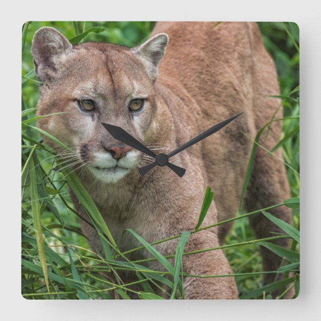 USA, Minnesota, Sandstone, Minnesota Wildlife Square Wall Clock (Front)