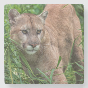 USA, Minnesota, Sandstone, Minnesota Wildlife Stone Coaster