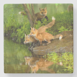 USA, Minnesota, Sandstone, Minnesota Wildlife Stone Coaster