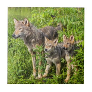 USA, Minnesota, Sandstone, Minnesota Wildlife Tile