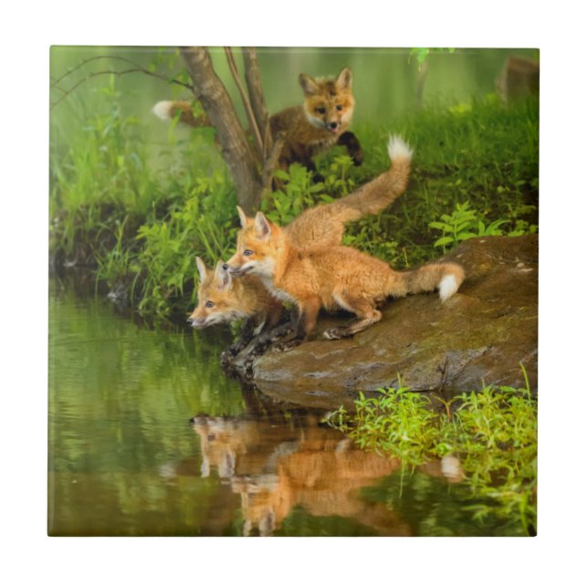 USA, Minnesota, Sandstone, Minnesota Wildlife Tile (Front)