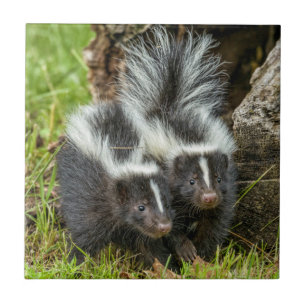 USA, Minnesota, Sandstone, Minnesota Wildlife Tile