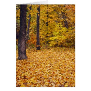 USA, Missouri, Boone County, Maple Forest in