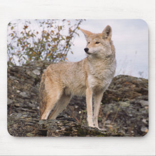 USA, Montana, Kalispell. Coyote at Triple D Mouse Pad