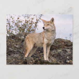 USA, Montana, Kalispell. Coyote at Triple D Postcard