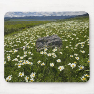 USA, Montana, Wild Daisy blooming in meadow by Mouse Pad