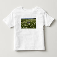 USA, Montana, Wild Daisy blooming in meadow by
