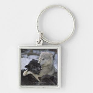 USA, Montana, Wolves playing in snow Key Ring