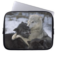 USA, Montana, Wolves playing in snow