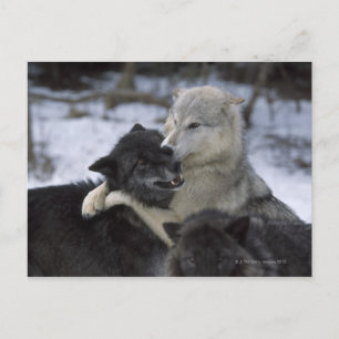 USA, Montana, Wolves playing in snow Postcard