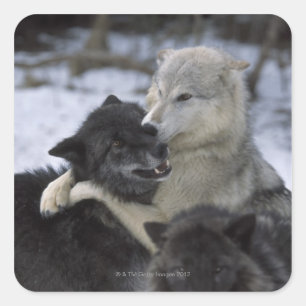 USA, Montana, Wolves playing in snow Square Sticker