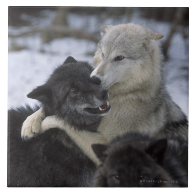 USA, Montana, Wolves playing in snow Tile (Front)