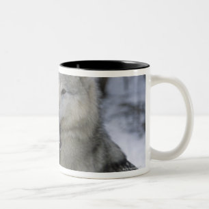 USA, Montana, Wolves playing in snow Two-Tone Coffee Mug