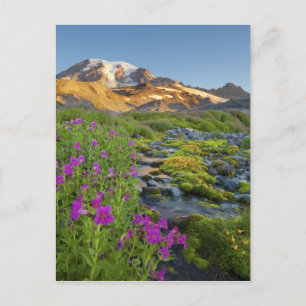 USA, Mt. Rainier National Park, Washington. Postcard