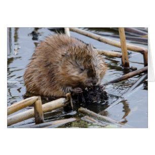 USA, Nebraska. Beaver