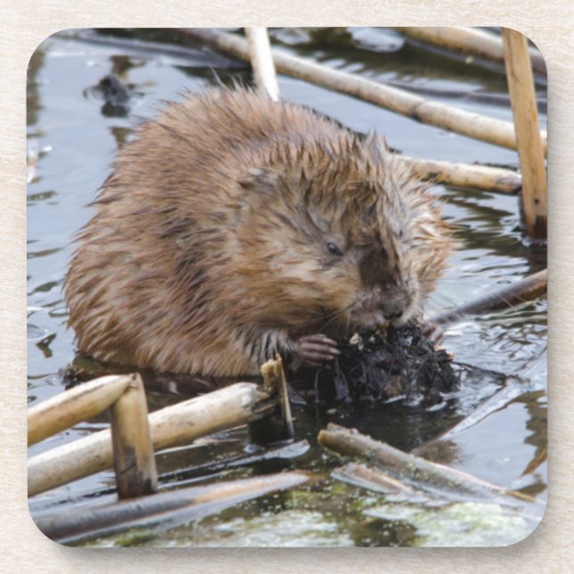 USA, Nebraska. Beaver Coaster (Front)