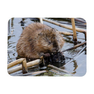 USA, Nebraska. Beaver Magnet